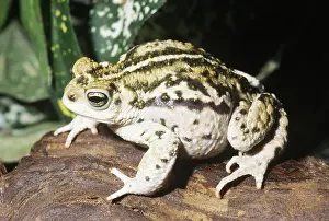 Trifolium: Peru Toad (Bufo trifolium)