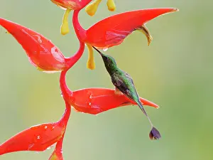 Peruvian: Peruvian Booted Racket Tail - on heliconia flowe