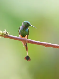 Peruvian: Peruvian Booted Racket Tail Ocreatus peruanus Ec