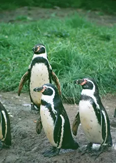 Humboldt: Peruvian / Humboldt PENGUINS - three