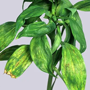 Tomato: Peruvian lily