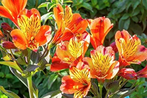 Cycle: Peruvian Lily, Alstroemeria Indian Summer, flowers