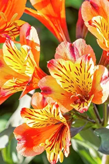 Cycle: Peruvian Lily, Alstroemeria Indian Summer, flowers