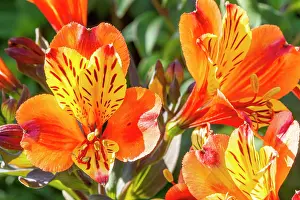 Cycle: Peruvian Lily, Alstroemeria Indian Summer, flowers