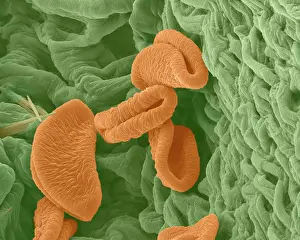 Microscope: Peruvian Lily / Alstroemeria Pollen on Anther