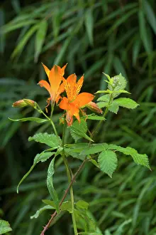 Aurea: Peruvian Lily - Valdivian temperate rainforest
