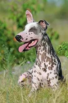 Peruvian: Peruvian naked dog, Perro sin pelo del Per&, x2b20b61;le