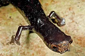 Bolitoglossa: Peruvian Palm Foot Salamander