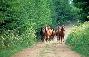 Hans D Dossenbach: Peruvian Paso Horses