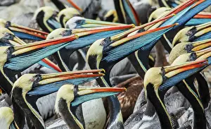 Dock: Peruvian pelicans flock gathering for possible meal