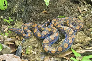 Boas: Peruvian rainbow boa