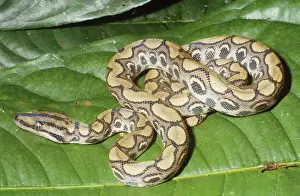 Boas: Peruvian Rainbow Boa