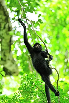 Ateles: Peruvian Spider Monkey / Black-faced Black Spider