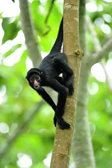 Peruvian: Peruvian Spider Monkey / Black-faced Black Spider