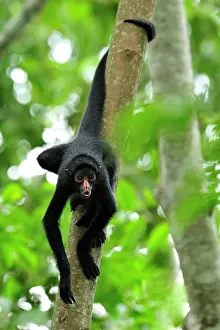 Peruvian: Peruvian Spider Monkey / Black-faced Black Spider