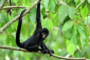 Peruvian: Peruvian Spider Monkey / Black-faced Black Spider
