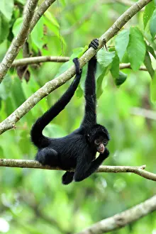 Peruvian: Peruvian Spider Monkey / Black-faced Black Spider
