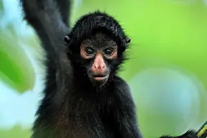 Peruvian: Peruvian Spider Monkey / Black-faced Black Spider