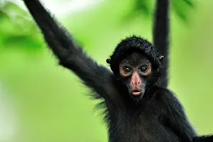 Peruvian: Peruvian Spider Monkey / Black-faced Black Spider