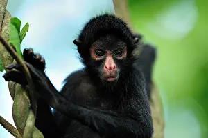 Peruvian: Peruvian Spider Monkey / Black-faced Black Spider