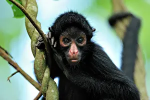Peruvian: Peruvian Spider Monkey / Black-faced Black Spider