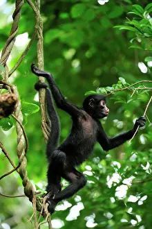 Peruvian: Peruvian Spider Monkey / Black-faced Black Spider