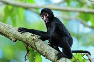 Peruvian: Peruvian Spider Monkey / Black-faced Black Spider
