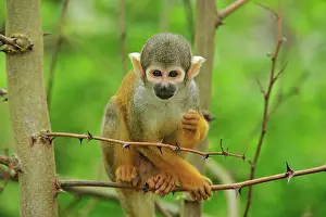 Saimiri: Peruvian Squirrel Monkey / Black-capped Squirrel
