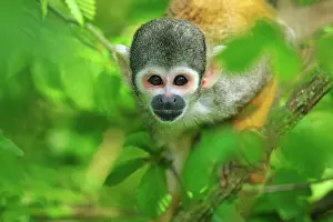 Saimiri: Peruvian Squirrel Monkey / Black-capped Squirrel