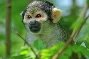 Saimiri: Peruvian Squirrel Monkey / Black-capped Squirrel