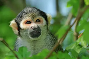 Saimiri: Peruvian Squirrel Monkey / Black-capped Squirrel