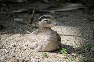 Burhinus: Peruvian Thick-knee (Burhinus superciliaris) lying