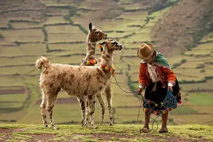 Ropes: Peruvian woman with two speckled Lamas Peru