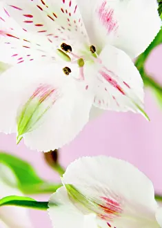 Incas: Peruvianlily
