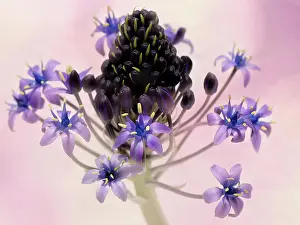 Scilla: PeruvianSquill