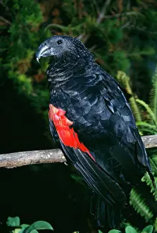Fulgidus: PesquetIs PARROT