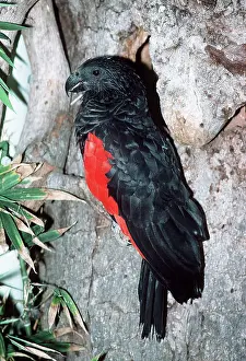 Fulgidus: Pesquet's Parrot