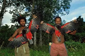 Trophy: Pesquet's / Vulturine Parrots - Being held with wings spread