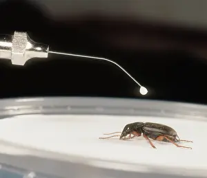 Micro: Pesticide testing