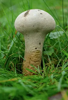 Eukaryotes: Pestle puffball, Handkea excipuliformis, in old