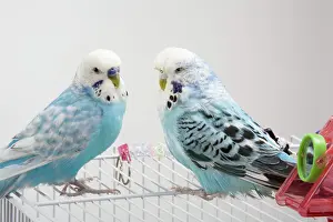 Undulatus: Pet Budgies