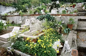 Graves: Pet CEMETERY- dog grave