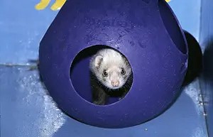 Ball: PET FERRET - IN PLAY BALL