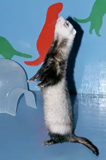 Ferrets: Pet Ferret standing on hind legs