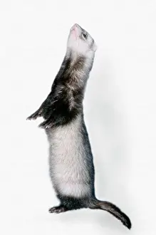Ferrets: Pet Ferret standing on hind legs