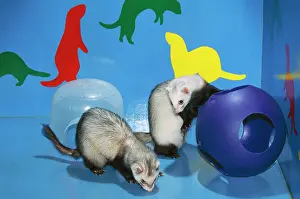 Ferrets: PET FERRETS - in play area