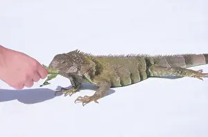Lettuce: Pet Green Iguana