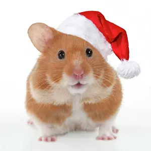 270321: Pet Hamster, looking cute wearing a red Christmas Santa hat