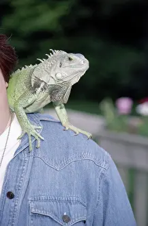 Owners: Pet Iguana on Owner's Shoulder