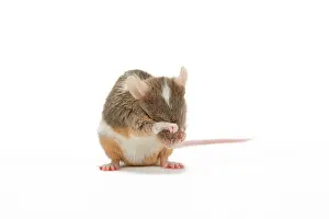 Groom: Pet Mouse